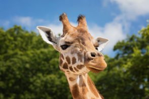 Giraffes in Danger of Becoming Extinct in the Wild!