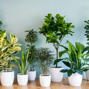 Pастенијата кои може да ги користите за прочистување на воздухот во вашиот дом