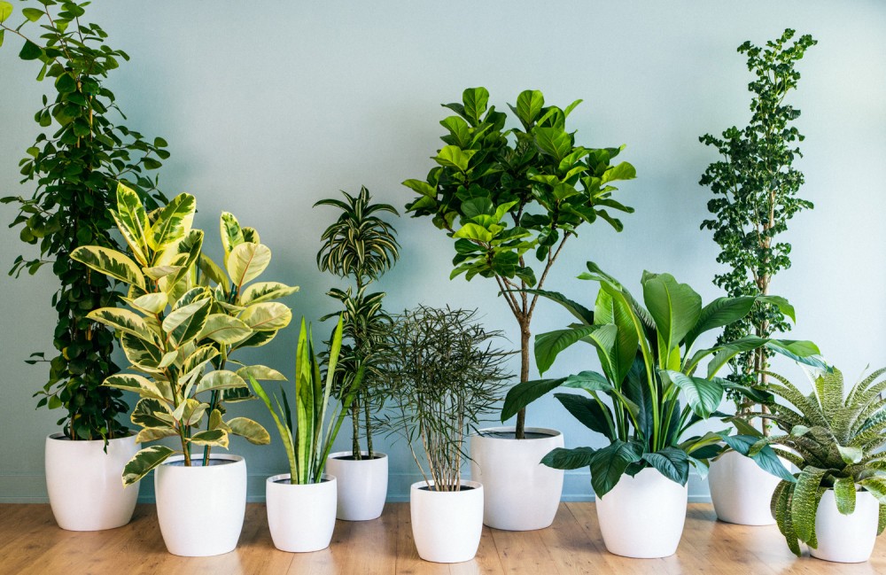 Pастенијата кои може да ги користите за прочистување на воздухот во вашиот дом